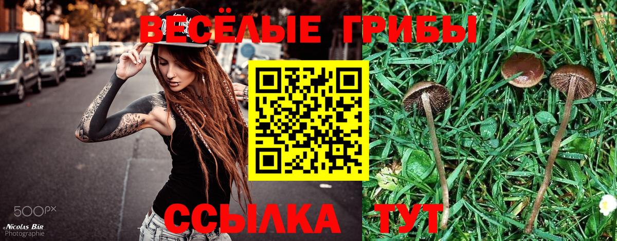 Галлюциногенные грибы прущие грибы  Вход с VPN  Тамбов 